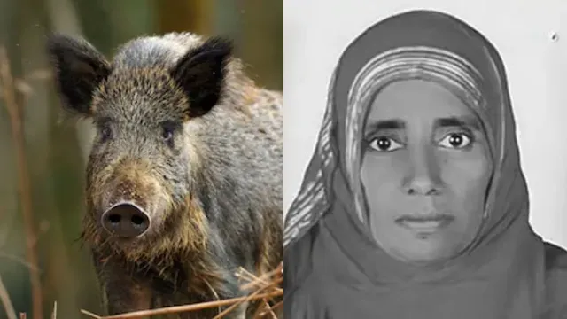 கேரளாவில் காட்டுப்பன்றிகள் தாக்கி மூதாட்டி பலி; 3 பேர் படுகாயம்!