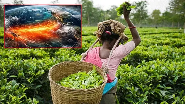 நீலகிரியில் தேயிலை வரத்து சரிவு: விவசாயிகள் வாழ்வாதாரம் கேள்விக்குறி!