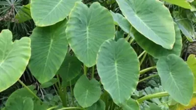 சேப்பங்கிழங்கு இலைகளில் இத்தனை நன்மைகளா? உடலுக்கு உதவும் ஊட்டச்சத்துகள்!