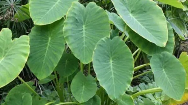 சேப்பங்கிழங்கு இலைகளில் இத்தனை நன்மைகளா? உடலுக்கு உதவும் ஊட்டச்சத்துகள்!