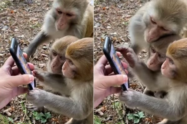ஸ்மார்ட்போனுடன் விளையாடும் குரங்கு..!! வைரலாகும் வீடியோ..!!