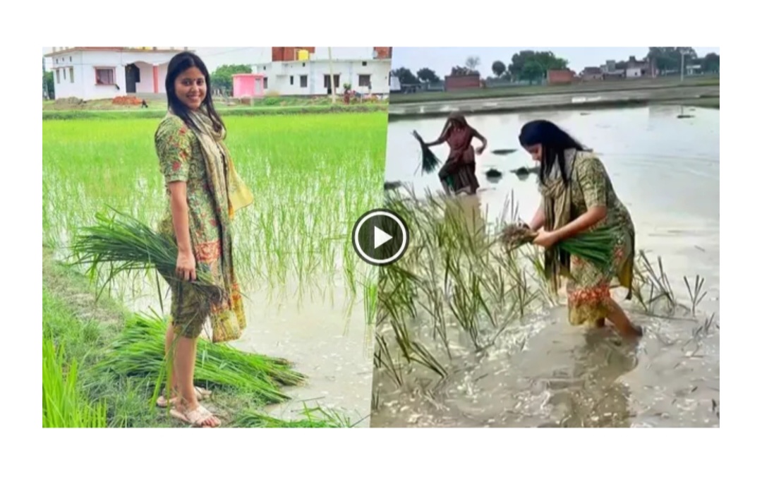 வயலில் இறங்கி நாற்று நட்ட பெண் எம்.பி..!! வைரல் வீடியோ..!!