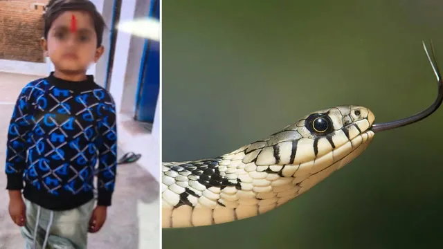 பெரும் சோகம்.. பொந்துக்குள் கைவிட்ட சிறுவன் பாம்பு கடித்து பலி..!!