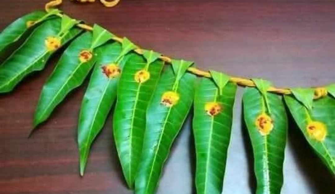 வீட்டில் ஏதாவது ஒரு விசேஷத்தின் போது மாவிலை தோரணம் கட்டுவது ஏன்..??