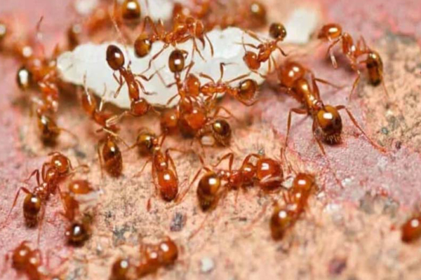 வீட்டில் இந்த எறும்புகளின் தொல்லை அதிகமா?.. அது அசுப பலனை கொடுக்கும் ஜாக்கிரதை..!!