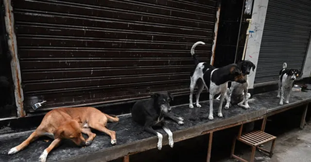 பெரும் அதிர்ச்சி..!! 300 தெரு நாய்கள் கொலை: 9 பேர் மீது வழக்கு பதிவு..!!