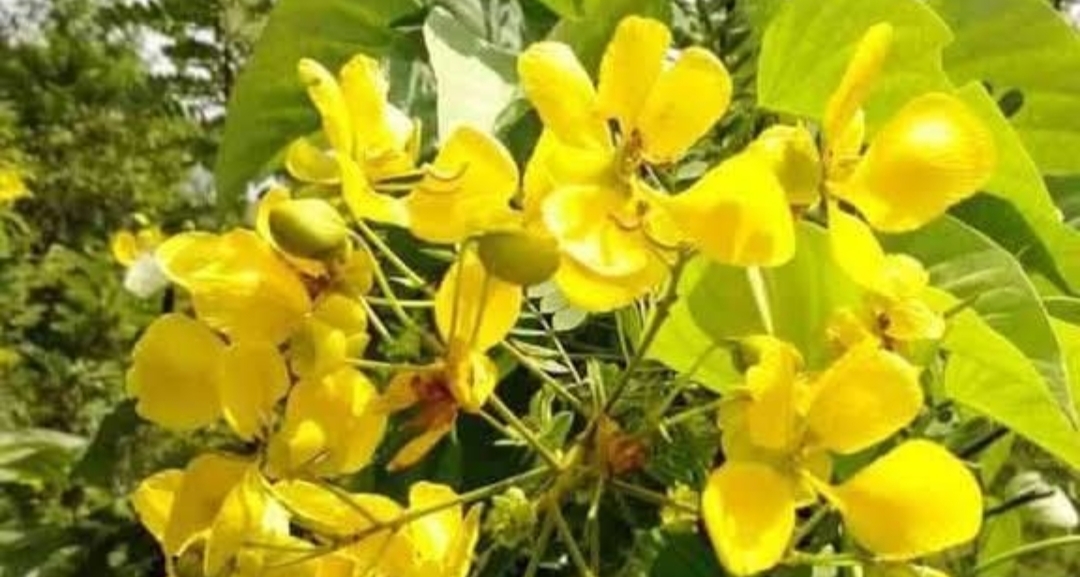 ஆவாரம் பூ மருத்துவ குணங்கள்..!! வியக்க வைக்கும் தகவல்கள்..!!
