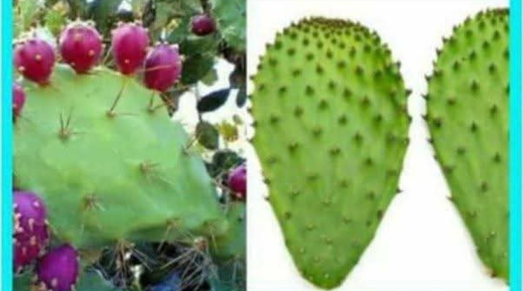 உடலின் விஷத்தைப்போக்கும் சப்பாத்திக்கள்ளி..!!
