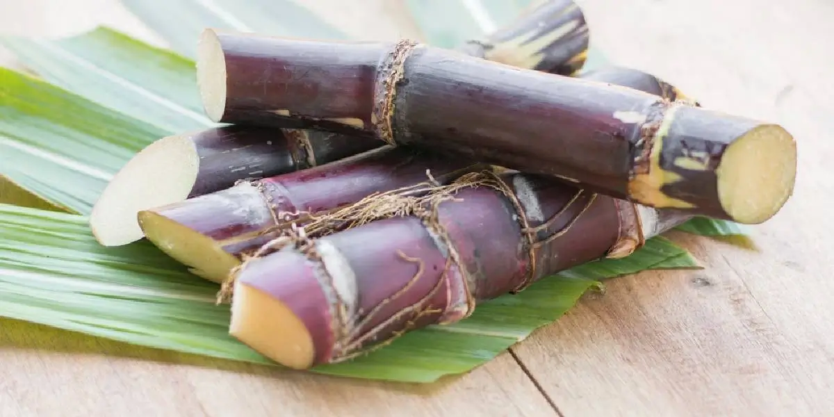 கரும்பு சாப்பிட்டா வாய் துர்நாற்றம் அடிக்காதா?.. கரும்பில் உள்ள சத்துக்கள், நன்மைகள்..!!