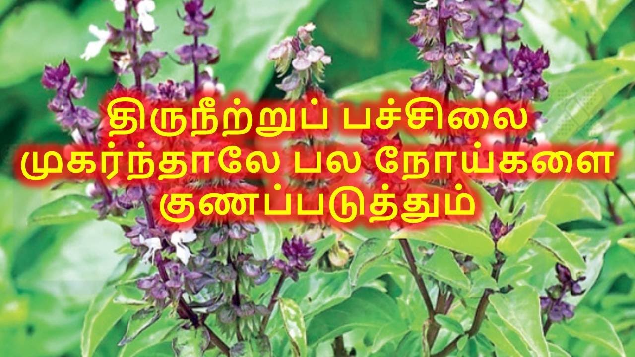 திருநீற்று பச்சிலை ஒரு தெய்வீக மூலிகை..!! திருநீற்றுப்பச்சிலையின் பயன்கள்..!!