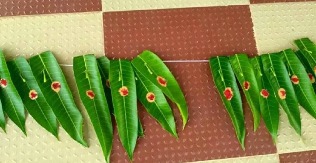 சுப நாளில் நம் வீட்டு வாசலில்… எதற்காக மாவிலை தோரணம் கட்டுகிறோம் தெரியுமா?.. ஆன்மீகம் கூறும் தகவல்..!!