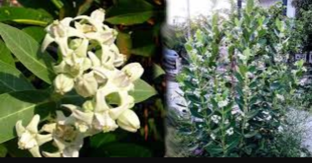 செல்வத்தை வாரி குவிக்கும் வெள்ளை எருக்கன்..!!