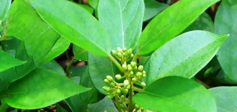 நீரிழிவு நோயாளிகளுக்கு மருந்தாகும் சர்க்கரை கொல்லி..!!