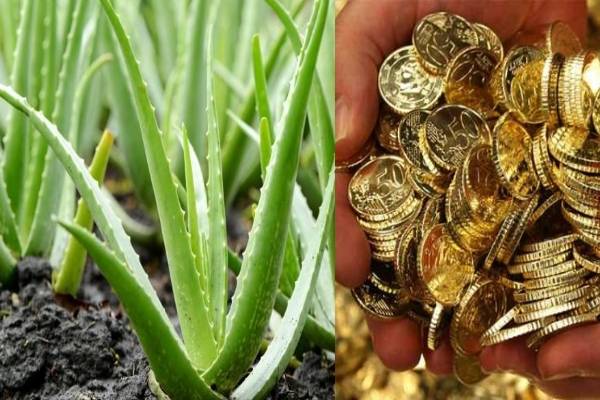 சீக்கிரம் பணக்காரராக வேண்டுமா?.. அப்போ வீட்டில் கற்றாழை செடியை இந்த திசையில் வைங்க..!!