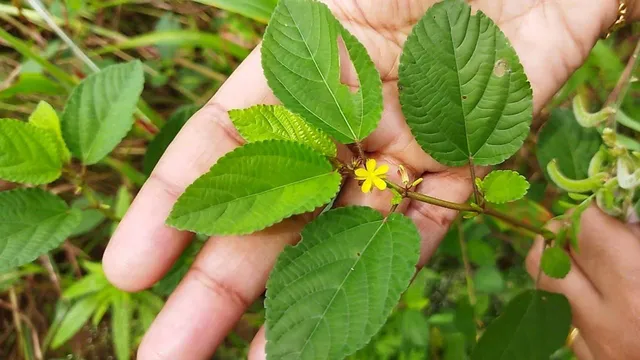 ஆண்மை குறைபாடு, சிறுநீரகம் மற்றும் கல்லீரலை காக்கும் ‘பிண்ணாக்கு கீரை’..!!
