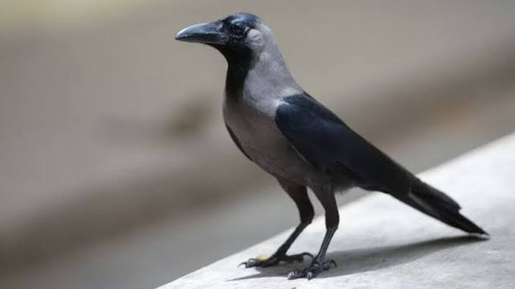 காகம் உங்கள் வீட்டின் அருகில் அடிக்கடி கத்துகிறதா..!! இது நல்லதா..? கெட்டதா..?