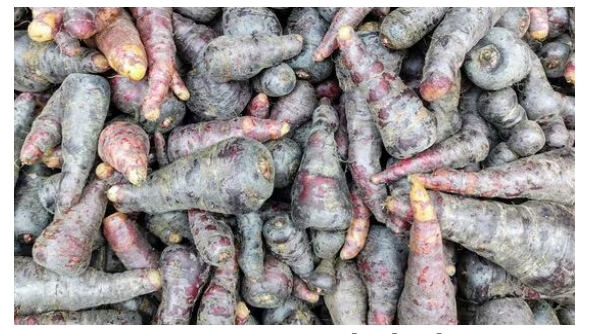 சர்க்கரை நோயாளிகளுக்கு உதவும் சர்க்கரை நோயாளிகளுக்கு உதவும் கருப்பு கேரட்..!! நிறைய நோய்களுக்கு மருந்து..!!..!! நிறைய நோய்களுக்கு மருந்து..!!