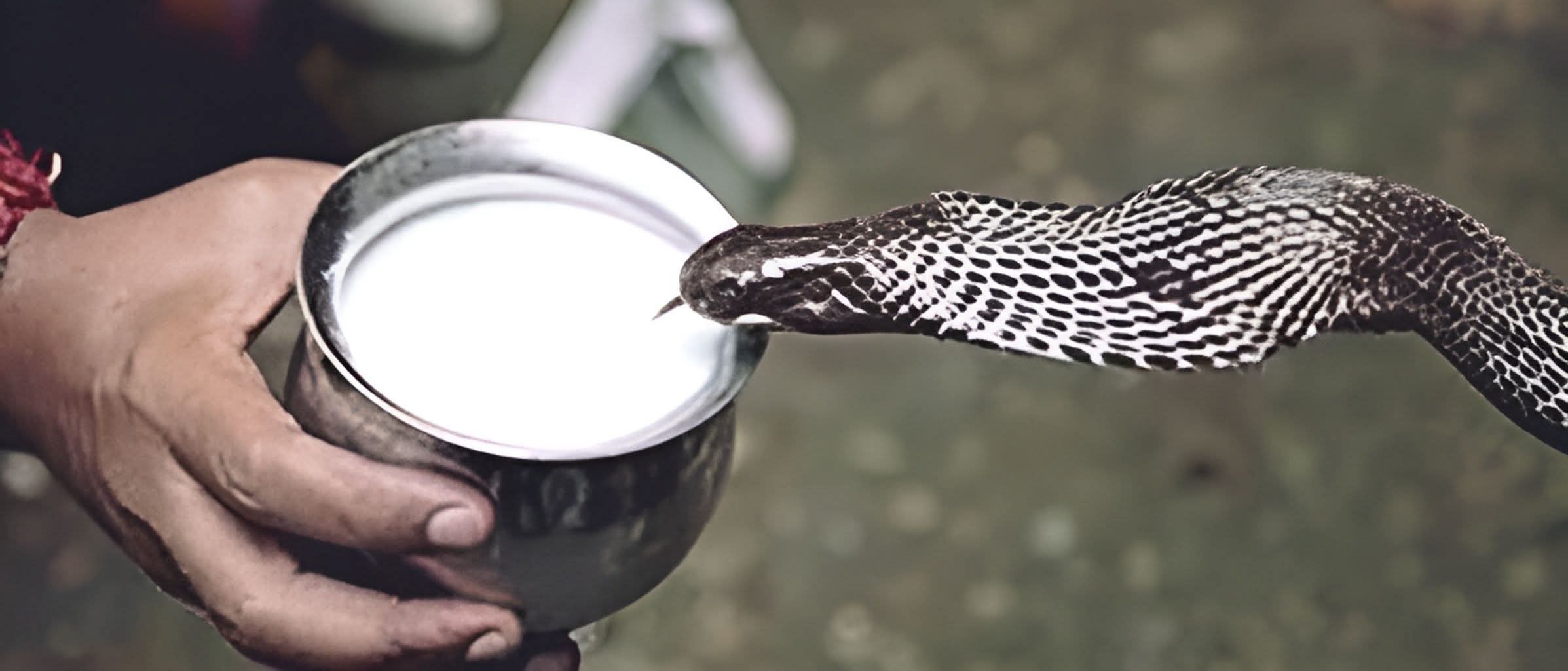 உண்மையிலே பாம்புக்கு பால் வார்த்த கதை என்ன..??