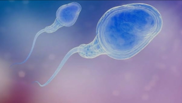 ஆண்களின் மலட்டுத்தன்மை நீங்க இதை மட்டும் பண்ணுங்க போதும்..!!