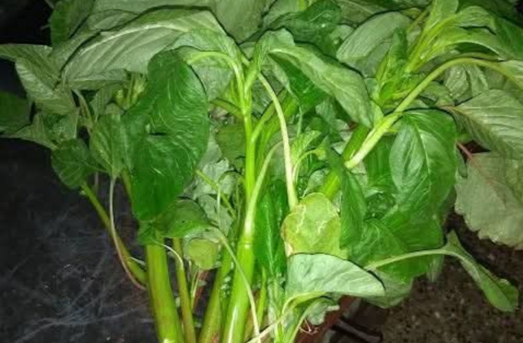 எந்த கீரை சாப்பிட்டால் என்ன பலன் கிடைக்கும்..??