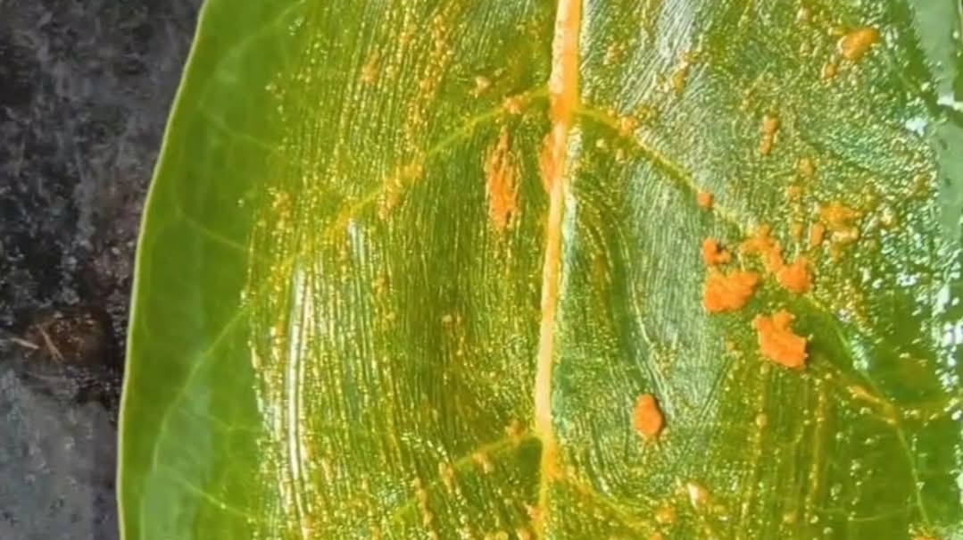 மூட்டு மற்றும் முழங்கால் வலி நீக்கும் எருக்கன் இலை சிகிச்சை பத்தி தெரியுமா..??