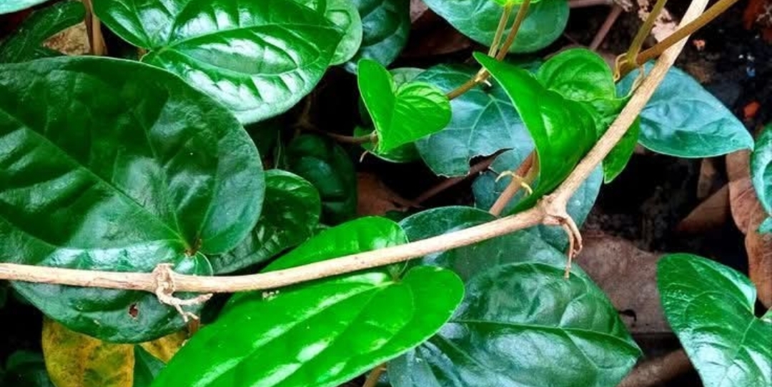 தலைவலியா..?? தாய்ப்பால் சுரக்கலையா..??வெத்தலை ஒரு அருமருந்தா இருக்கு..!!