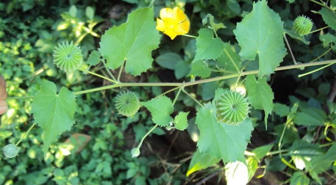 பருக்கள் மறைய இதை மட்டும் பண்ணுங்க போதும்..!!