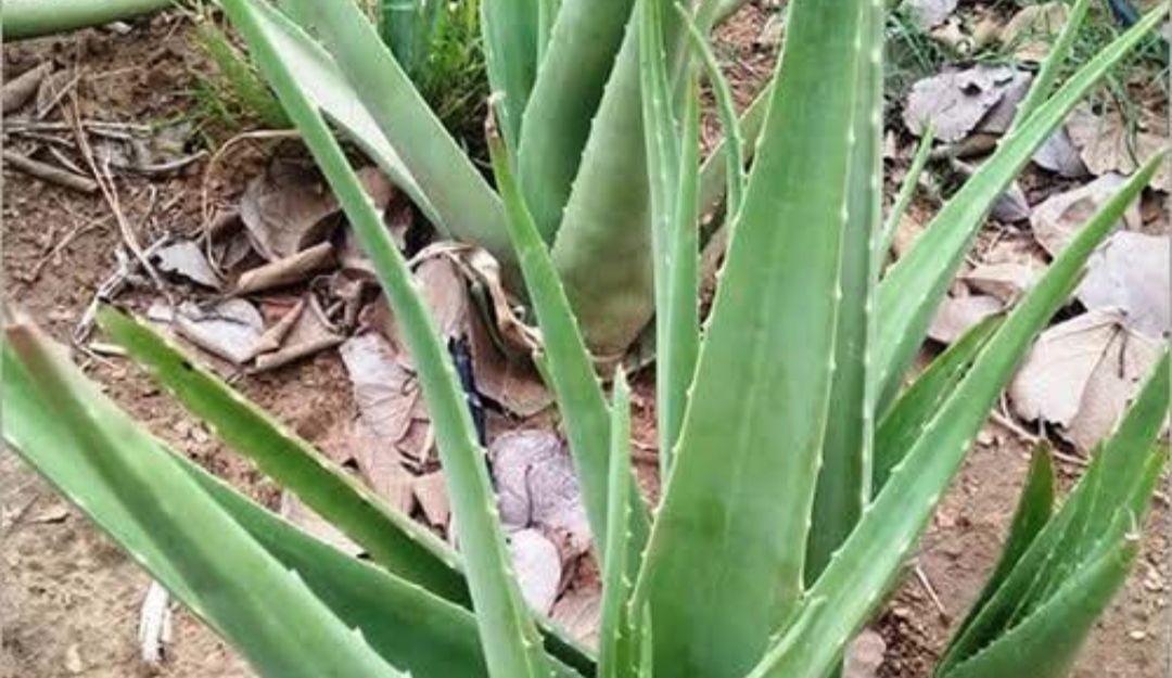 கற்றாழையை உணவில் சேர்த்தால் இத்தனை நன்மைகளா..??