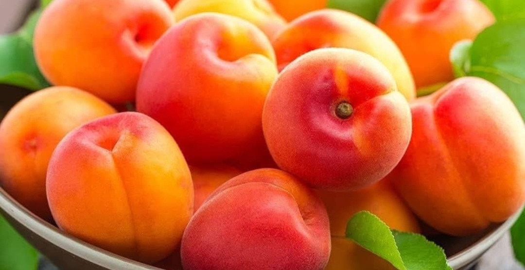 சத்து நிறைந்த ஆப்ரிகாட் பழங்களின் மருத்துவக் குணங்கள்..!!