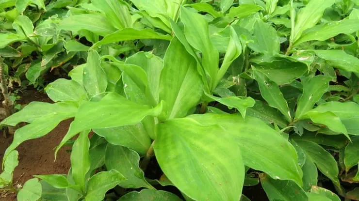 இன்சுலின் செடியின் பயன்பாடு என்ன..?? அதன் மருத்துவ குணம் என்ன தெரியுமா..??