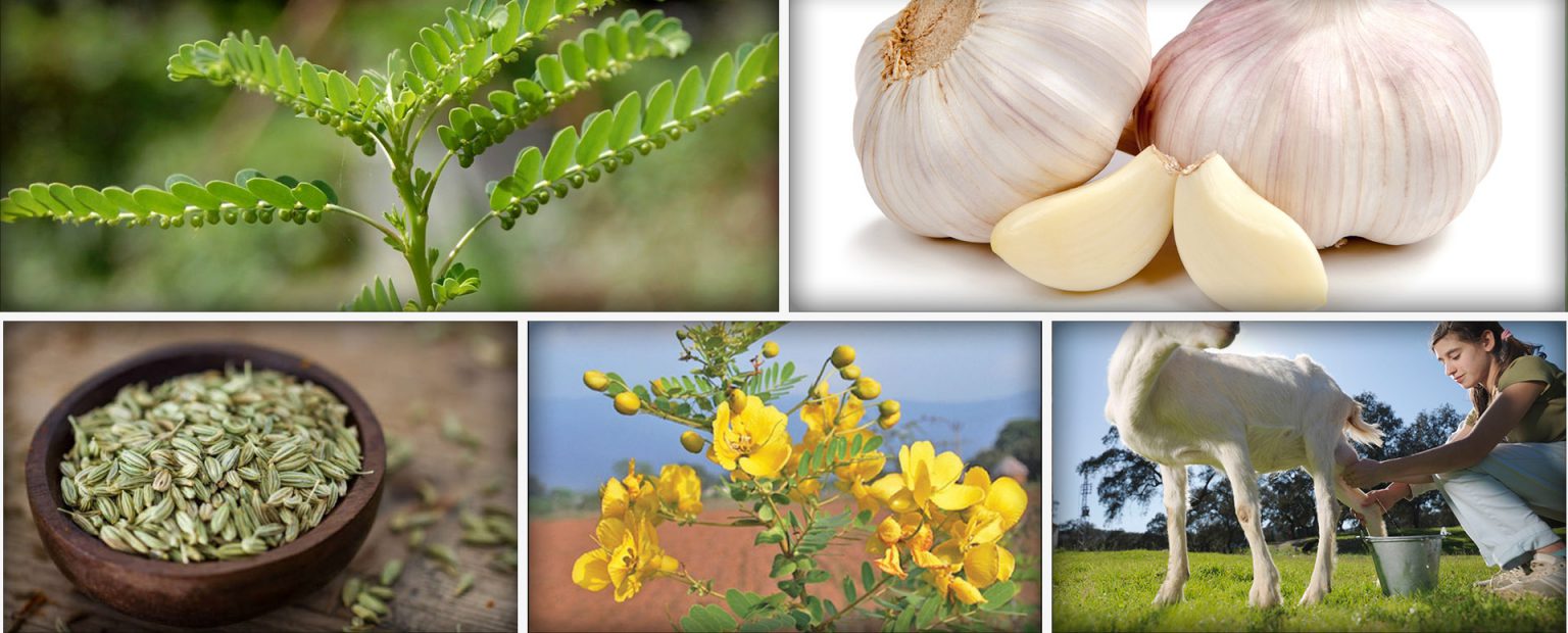 மஞ்சள் காமாலை நோய்க்கு சிறந்த தீர்வு..!! கண்டிப்பா தெரிஞ்சுக்கோங்க..!!