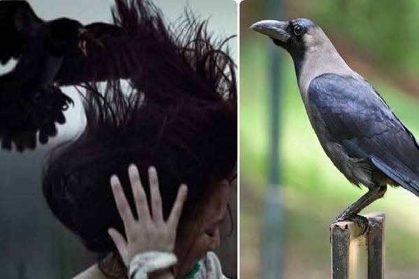 கனவில் காகம் வந்தால் ஜாக்கிரதையா இருங்க..!! இந்த ஆபத்துக்கள் வரலாம்..!!