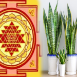 வீட்டு பால்கனியில் தவறிக்கூட இந்த செடிகளை வளர்க்காதிங்க..!! தரித்திரம் தேடி வரும்..!!