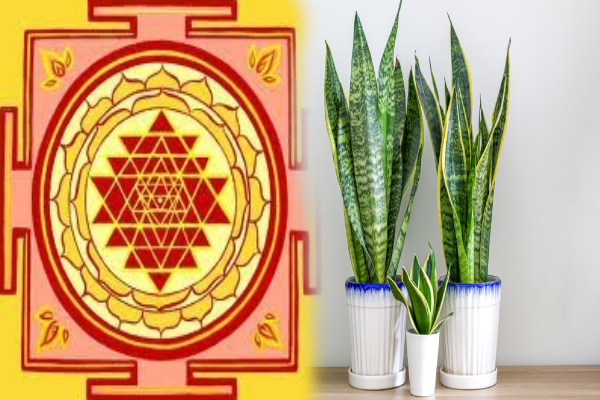 வீட்டு பால்கனியில் தவறிக்கூட இந்த செடிகளை வளர்க்காதிங்க..!! தரித்திரம் தேடி வரும்..!!