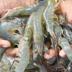 அட இது தெரியாம போச்சே!.. இறாலுக்கு இதயம் எங்குள்ளதுன்னு தெரியுமா..??