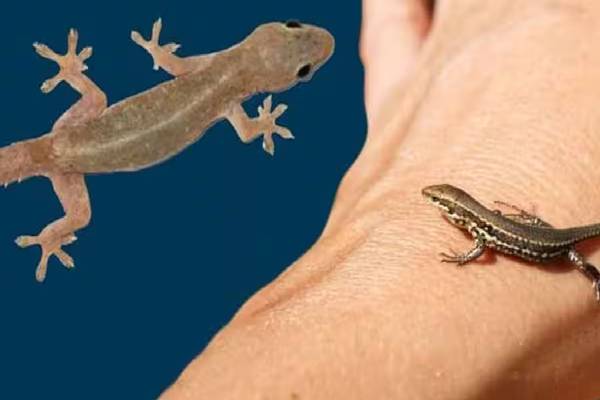 தவறியும் பல்லியை மட்டும் கொல்லாதீங்க… ஏன்னு தெரியுமா?..