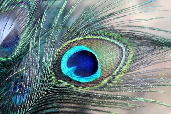 அதிஷ்டத்தை கொடுக்கும் மயில் இறகு.. வீட்டில் எந்த திசையில் வைக்கணும்?..