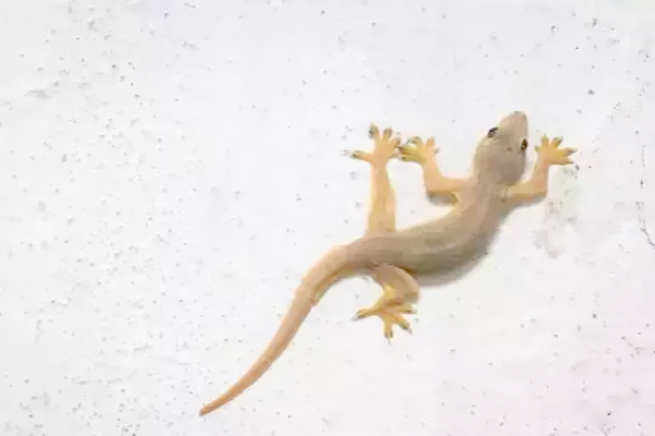 பெண்களின் தலையில் பல்லி விழுந்தால் என்ன நடக்கும் தெரியுமா..??