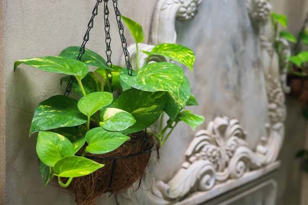 வீட்டில் மணி பிளாண்டை கவனமாக வளர்ப்பது எப்படி?.. பலரும் அறியாத டிப்ஸ்..!!