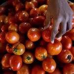 ஈரோடு மாவட்டம் சத்தியமங்கலம் மார்க்கெட்டில் தக்காளி விலை அதிரடியாக உயர்ந்து..!!