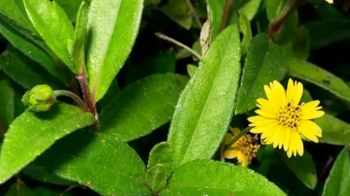 அதிசய இலை..!! நரை முடியை ஒரே நாளில் கருகருவென மாற்றும் ரகசியம்..!! இனி “டை” அடிக்கத் தேவையில்லை..!!