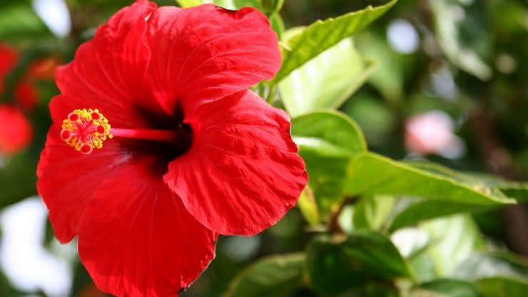 இத்தனை மருத்துவ நன்மைகளை கொண்டதா செம்பருத்தி பூ..!!