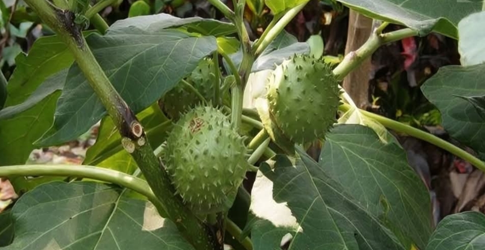 பாம்பு கடித்து 5 மணி நேரம் ஆனால் அவர் உடம்பில் உயிர் இருக்குமா..?? அவர் மீண்டும் உயிர் பெற முடியுமா..?? சித்த வைத்தியத்தால் முடியும்..!! எப்படி தெரியுமா..??