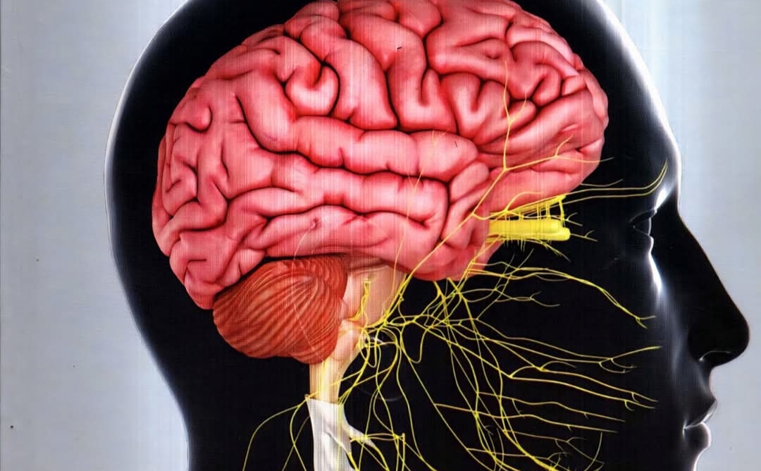 மூளை குறித்த சில ரகசிய தகவல்கள்..!! கண்டிப்பா தெரிஞ்சிக்கோங்க..!!
