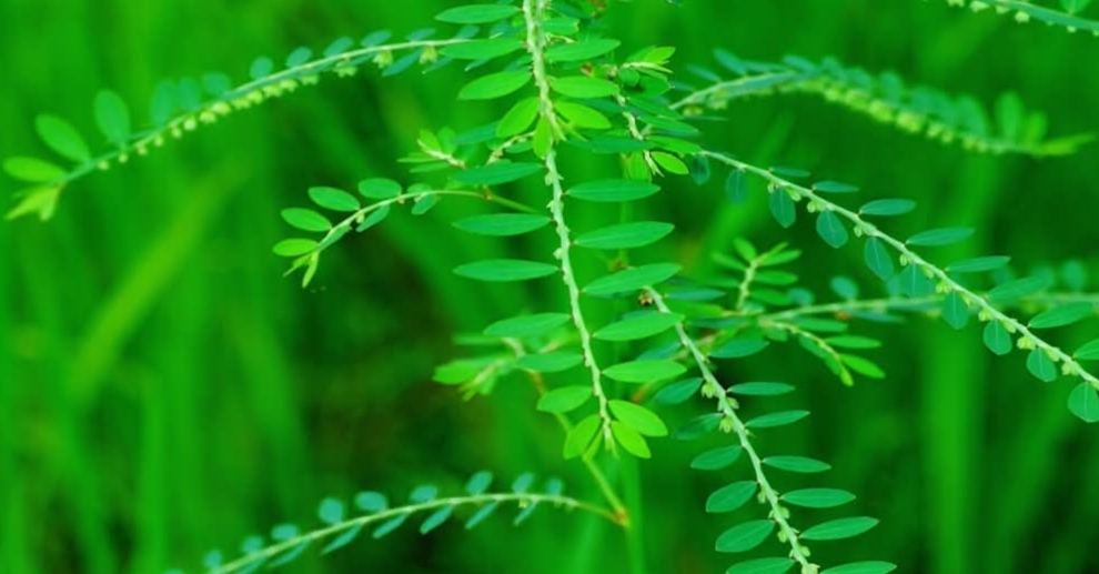 கீழாநெல்லியின் அற்புதமான மருத்துவ பயன்கள்..!!