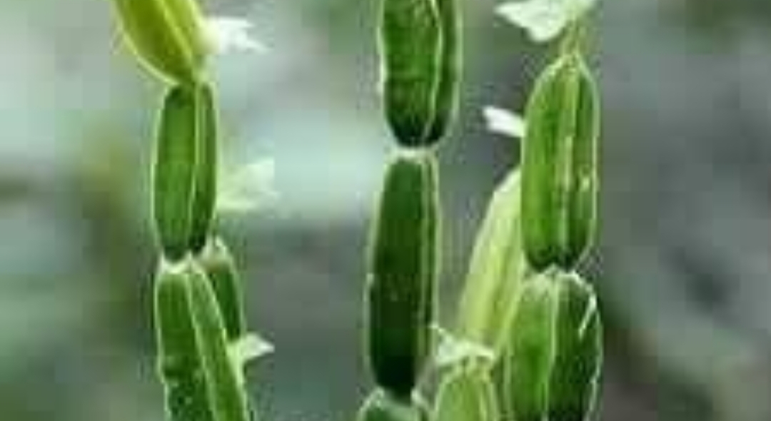 வைரம் பிரண்டை சாற்றில் பொடியாகும் என்று போகர் கூறினார்..!! ஏன் தெரியுமா..??