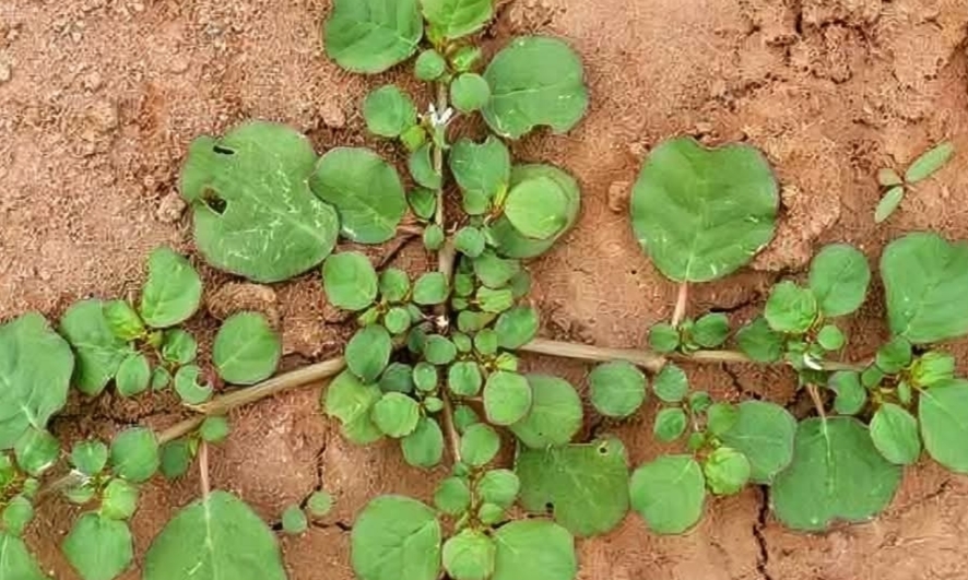 வெறும் 10 ரூபாய் செலவில் சர்க்கரை நோய்க்கு தீர்வு..!! இந்த ‘மூக்கிரட்டை கீரை பத்தி தெரியுமா..??