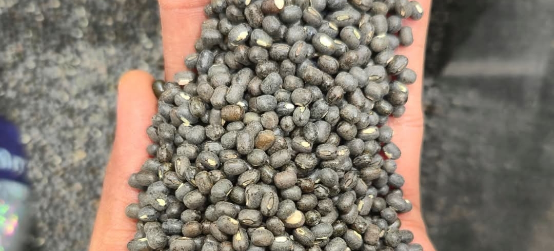 கருப்பு உளுந்து பெண்களுக்கு ஒரு மிகச்சிறந்த சூப்பர் ஃபுட் ஏன் தெரியுமா..??