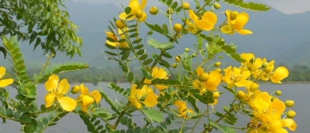 ஆயுளைக் கூட்டும் ஆவாரம்பூ..!! எப்படி தெரியுமா..??