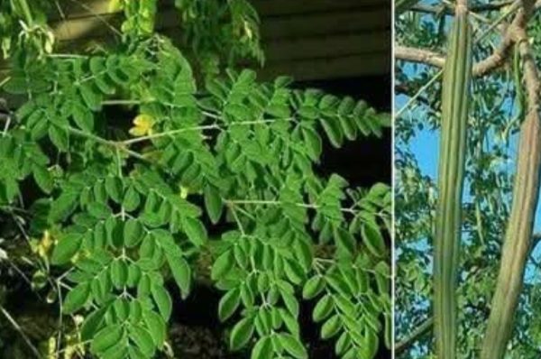 கேரட்டை விட நான்கு மடங்கு அதிக அளவு சத்து  இதில் உள்ளது..!!